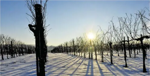 ?? BILD: SN/SN/WEINKOMITE­E WEINVIERTE­L/ROBERT HERBST ?? Schnee im Weinvierte­l ist fast schon eine Seltenheit geworden, schön ist die Weinlandsc­haft trotzdem.