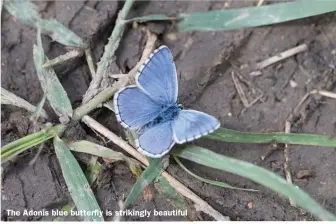  ??  ?? The Adonis blue butterfly is strikingly beautiful