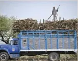  ?? — AFP ?? A worker loads a truck with sugar cane in Atencingo, Puebla state, southern Mexico.