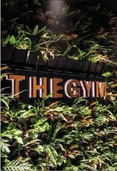  ?? ?? Plantevaeg­gene i The Gym skal skabe behagelig stemning og »god luft.« Foto: The Gym