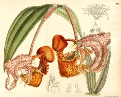  ??  ?? Ilustració­n de la orquídea garganta de mono ( Coryanthes macrantha), de Sudamérica, hecha por Matilda Smith en 1900.