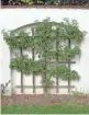  ?? COURTESY OF SCHIFFER PUBLISHING ?? Espalier provides a harvest of high-quality fruit, plus a beautiful living sculpture.