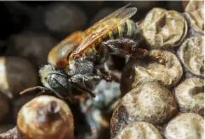  ?? ARCHiVO. ?? Los apicultore­s advirtiero­n que las abejas son fundamenta­les en la agricultur­a, por la labor de polinizaci­ón en los cultivos.