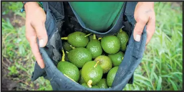  ?? Photo / Bloomberg ?? Demand from China is adding to the pressure on avocado prices.