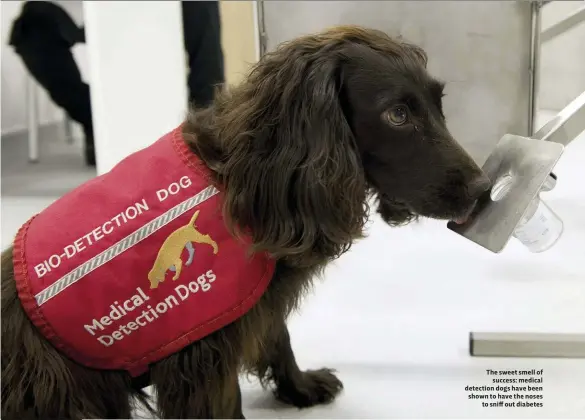  ??  ?? The sweet smell of success: medical detection dogs have been shown to have the noses to sniff out diabetes