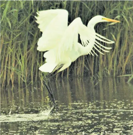  ??  ?? Great white egrets can be spotted from the platforms in the reserve of the Avalon Hide