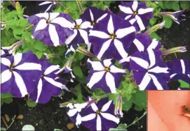  ?? Courtesy ?? Above, the deep purple of petunias is the result of RNA research as is also corn resistance for rootworms, shown at right larger than their actual size.