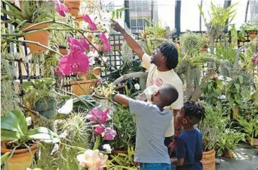  ?? BARBARA HADDOCK TAYLOR/STAFF ?? Tom Pru of Baltimore and his sons look at orchids at the Rawlings Conservato­ry last year.