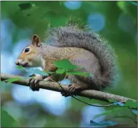  ??  ?? Both gray squirrels, pictured, and fox squirrels are most active early in the morning, so the avid float-hunter knows it’s best to be on the water at first light.