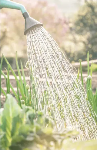  ??  ?? ABOVE No-dig beds require extra watering.
LEFT Animal manure adds nutrients to the no-dig and helps speed up the decomposit­ion of materials.