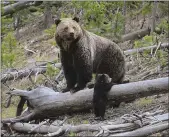  ?? FRANK VAN MANEN — THE U.S. GEOLOGICAL SURVEY VIA AP ?? A grizzly bear and a cub along the Gibbon River in Yellowston­e National Park in Wyoming in 2019.