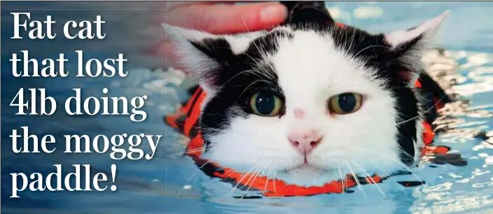  ??  ?? Purrfect workout: Charlie in his buoyancy vest is put through an exercise regime that most cats would howl at. He loves to swim and can complete 12 lengths in 45 minutes