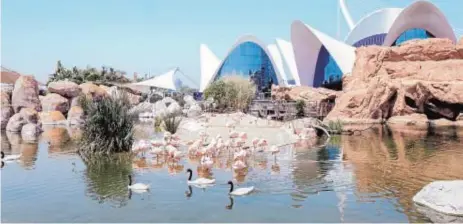  ?? ABC ?? Vista de los flamencos en el lago del Oceanogràf­ic