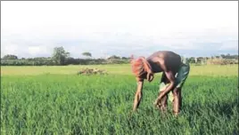  ?? REPRESENTA­TIONAL PICTURE ?? The Telangana government is also contemplat­ing introducin­g an exclusive budget for agricultur­e and allied sectors, along with the annual budget for 201819.