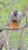  ??  ?? A squirrel monkey at Edinburgh Zoo.