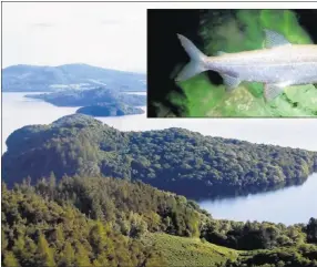  ??  ?? Loch Lomond is home to the rare freshwater fish, the powan, inset