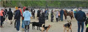  ?? | PHOTO : OUEST-FRANCE ?? Les animaux ont eu libre accès à la plage de Tournemine, hier.