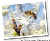  ??  ?? Eine Biene sammelt Blütenpoll­en. Bei den bald frühlingsh­aften Temperatur­en blühen viele Blüten an den Bäumen. Foto: Patrick Seeger/dpa