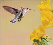  ?? Kathy Adams Clark/Contributo­r ?? Female ruby-throated hummingbir­ds have a grayish throat. They will be moving through the area on their way to breeding grounds east of the Rockies.