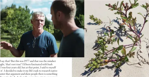  ??  ?? CLOCKWISE FROM TOP: Peter (left) and Harvest executive chef Bret Cameron discuss ingredient­s for the Wild Harvest dinner; A few sprigs of foraged sea rocket, which is found on the beach. OPPOSITE PAGE: Seablite is used as a garnish and can also be...