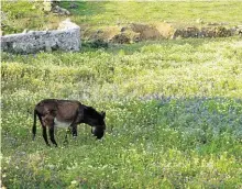  ??  ?? Ab März verwandeln sich die Kykladen in ein üppiges Blumenmeer, gegen das selbst der Appetit dieses Esels keine Chance hat