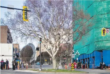  ??  ?? This birch tree at Government and Humboldt streets was cut down to make way for changes to the intersecti­on.