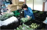  ??  ?? Workers preparing packages of organic vegetables at a farm in Inzai, Chiba prefecture.