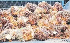  ??  ?? Aliasak also said the latest European Union research proved that palm oil was not a major factor in global deforestat­ion.