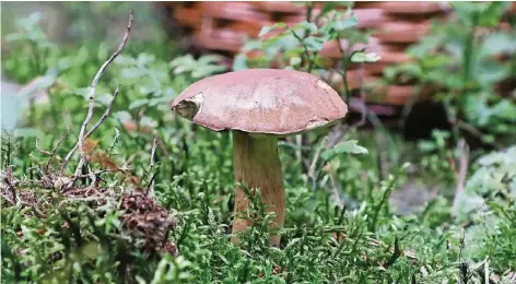  ?? FOTO: DPA ?? Ein Maronen-Röhrling in einem Wald bei Zeulenroda (Thüringen).