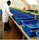  ??  ?? Mary Opiyo, senior research scientist from SNIPH project partners KMFRI, se  ng up a farm feed trial at commercial tilapia and ca  ish producer Mwea Fish Farm in central Kenya.