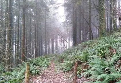  ??  ?? Far fewer trees have been planted in Wales than are needed in the fight against climate change.