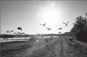  ?? PATRICK CONNOLLY/ORLANDO SENTINEL ?? Vultures take flight during a sunny morning at Orlando Wetlands Park in Florida.