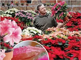  ?? ?? ABOVE: Buy a poinsettia from a reputable garden centre when possible to ensure good results