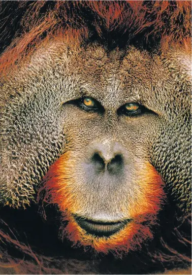  ??  ?? UP CLOSE This shot of a Sumatran orangutan captures its vivid colours. Picture: Art Wolfe