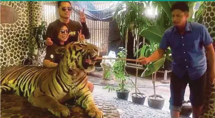  ?? AFP PIC ?? A video grab showing tourists posing with a tiger being prodded by a Pattaya zoo attendant.