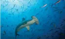  ?? Ullstein Bild/Getty ?? A scalloped hammerhead shark off Ecuador’s Darwin island. The critically endangered species congregate­s in large numbers to breed but fall prey to fishing fleets targeting them for their fins. Photograph: