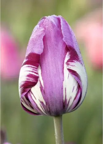  ??  ?? Elegantly wrapped petals of tulipa ‘George Grappe’, from 1939, combines purples and lilac with a mauve-blue base.