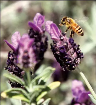  ??  ?? A bee hovers over a lavender bloom on a sizable bush in North Little Rock. The lavender attracted hundreds of bees on a recent sunny day.