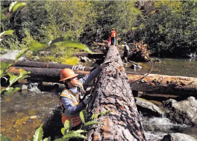  ?? Photos by Scott Strazzante / The Chronicle ?? Carlos Favela removes a cable from a tree after it was placed by a helicopter on the South Fork of the Trinity River. The Yurok Tribe is attempting to save the salmon runs on the waterway by restoring the fish’s habitat.