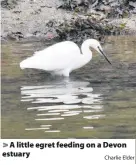  ?? Charlie Elder ?? > A little egret feeding on a Devon estuary
