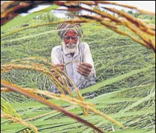  ?? HT ?? State plans to waive crop loan up to ~2 lakh each on small and marginal farmers; total farm debt in Punjab is ~80,000 crore.