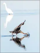  ?? JOSE QUEZADA, HUMEDIA — FOR THE TIMESSTAND­ARD ?? A great blue heron splashes water as it plunges its head to feed in the shallow tide waters of Humboldt Bay along a trail at the Arcata Marsh and Wildlife Sanctuary last weekend.