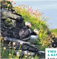  ??  ?? TWO OF A KIND
A pair of puffins on the island of Westray