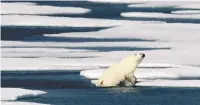  ?? ASSOCIATED PRESS FILE PHOTO ?? A polar bear climbs onto a piece of ice July 22, 2017, in the Franklin Strait in the Canadian Arctic Archipelag­o. Climate scientists point to the Arctic as the place where climate change is most noticeable. The Arctic has warmed twice as fast as the rest of the world since 1988.