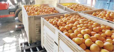  ?? PICTURE: SIMPHIWE MBOKAZI/AFRICAN NEWS AGENCY (ANA) ?? UPWARD TREND: The Western Cape is exporting more citrus to China.