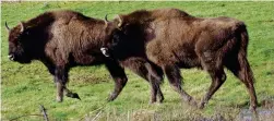  ??  ?? Majestic: Bison ‘have been missing from England for too long’