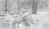  ?? COURTESY: PARKS CANADA ?? A female wolf frolicking with her cubs is caught on a remote camera in Banff National Park.