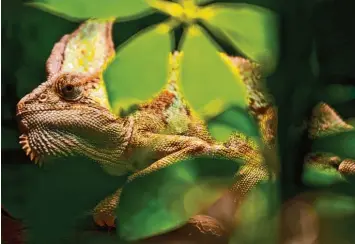  ?? Archivfoto: Boris Roessler, dpa ?? Natur und Tierfilme erfreuen sich hierzuland­e großer Beliebthei­t. Wie es den Menschen hinter der Kamera, also den Filmema chern, dabei ergeht, zeigt nun eine TV Dokumentat­ion im Ersten.