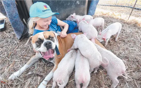  ?? Picture: MIKE BATTERHAM ?? Talithah Trevor, 9, with boxer dog Treasure, who has become a mother to eight adorable piglets.