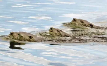  ?? JOE BURBANK/ORLANDO SENTINEL ?? A trio of otters forage for fish on Lake Sybelia in Maitland in 2019.
